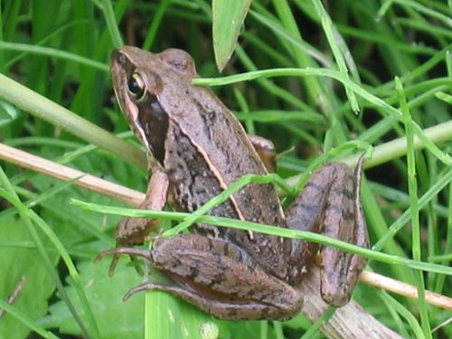 Japanese brown frog